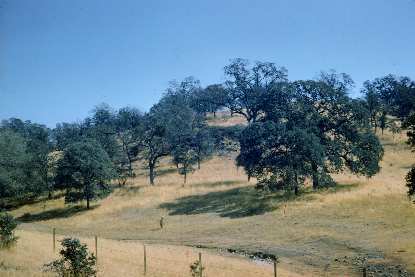 oak savanna, western Sierras