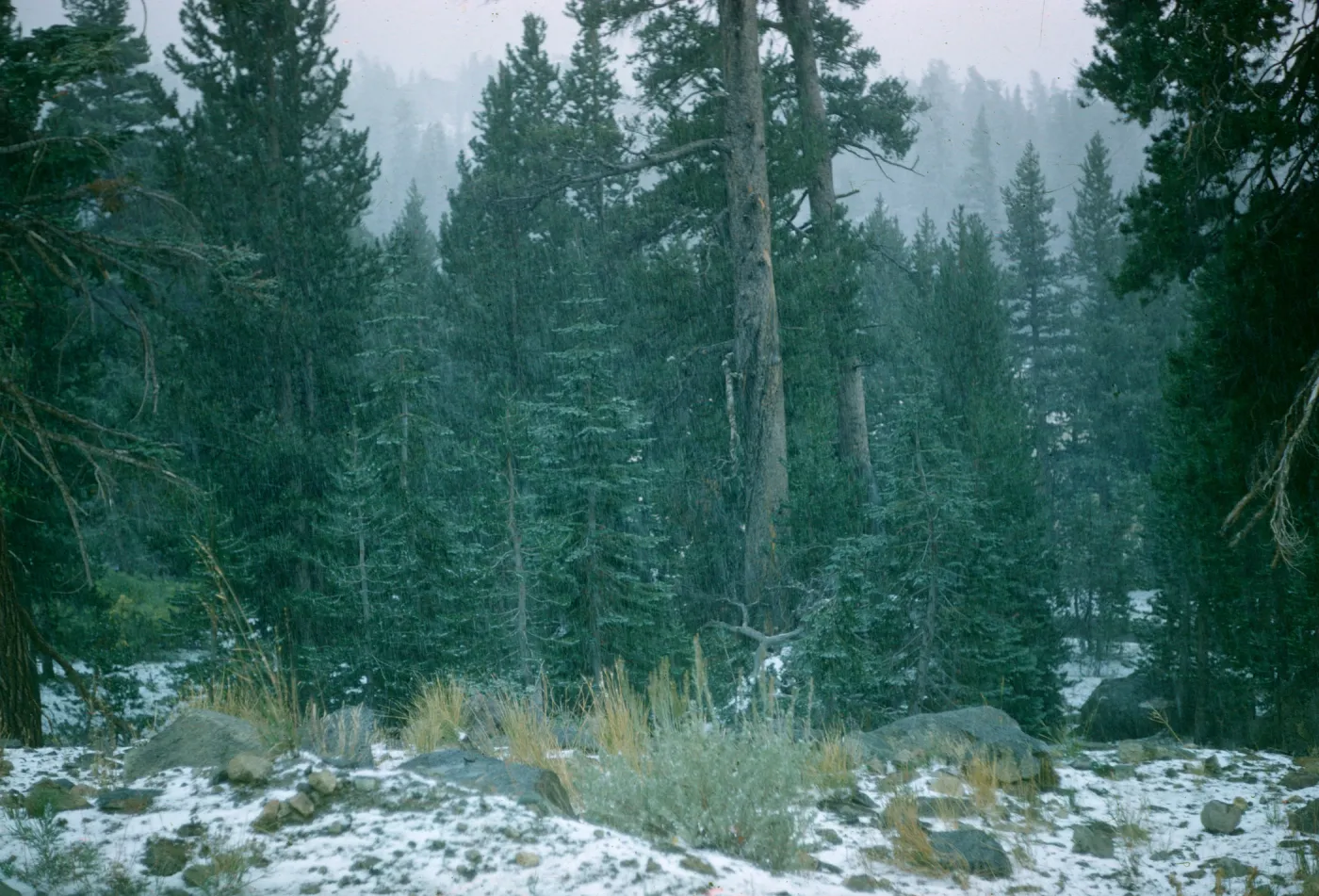 mixed conifer forest, pine and fir, Woods Lake