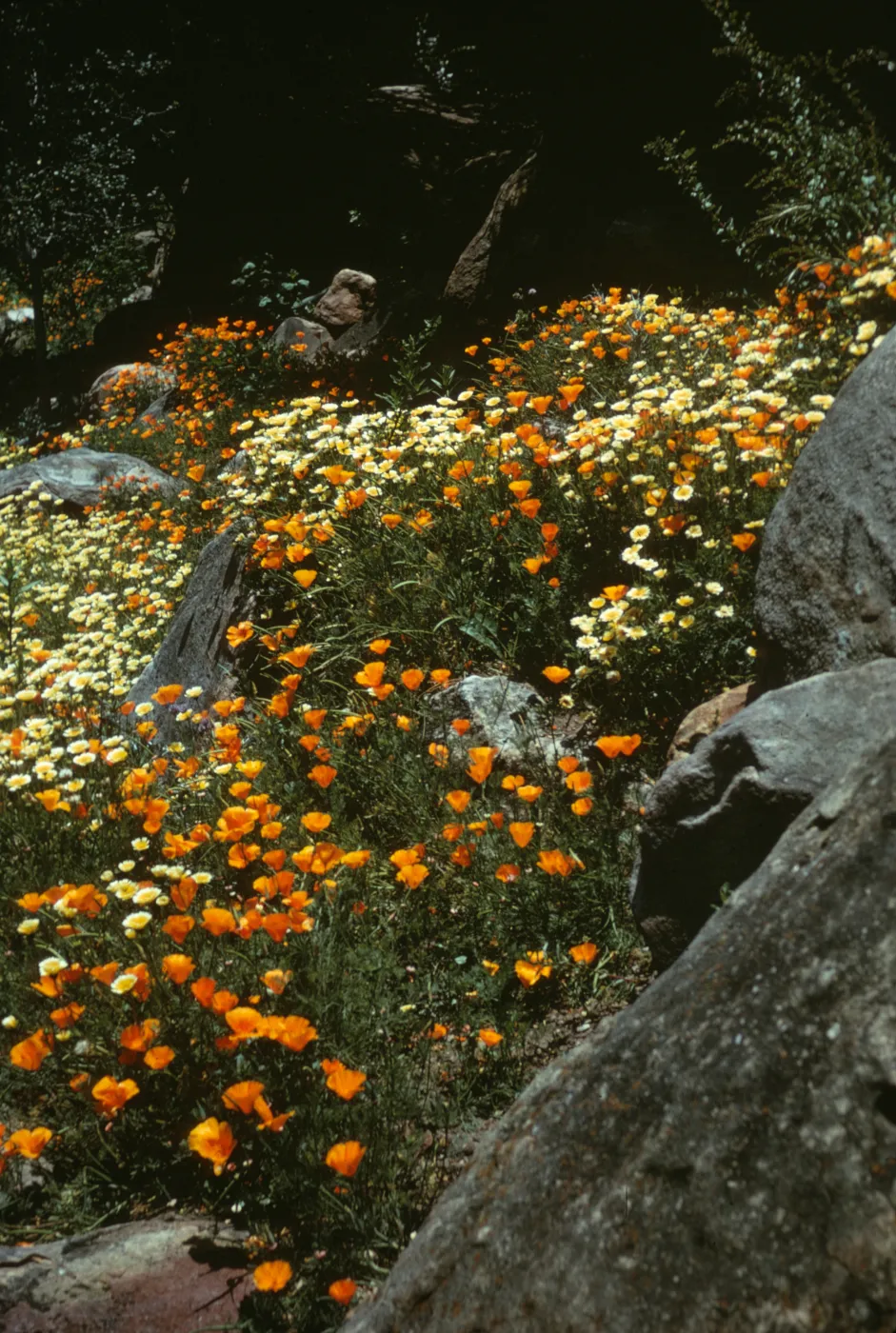 poppies on the Campbell Trail
