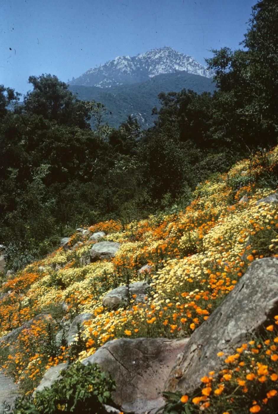 Campbell Trail 1962
