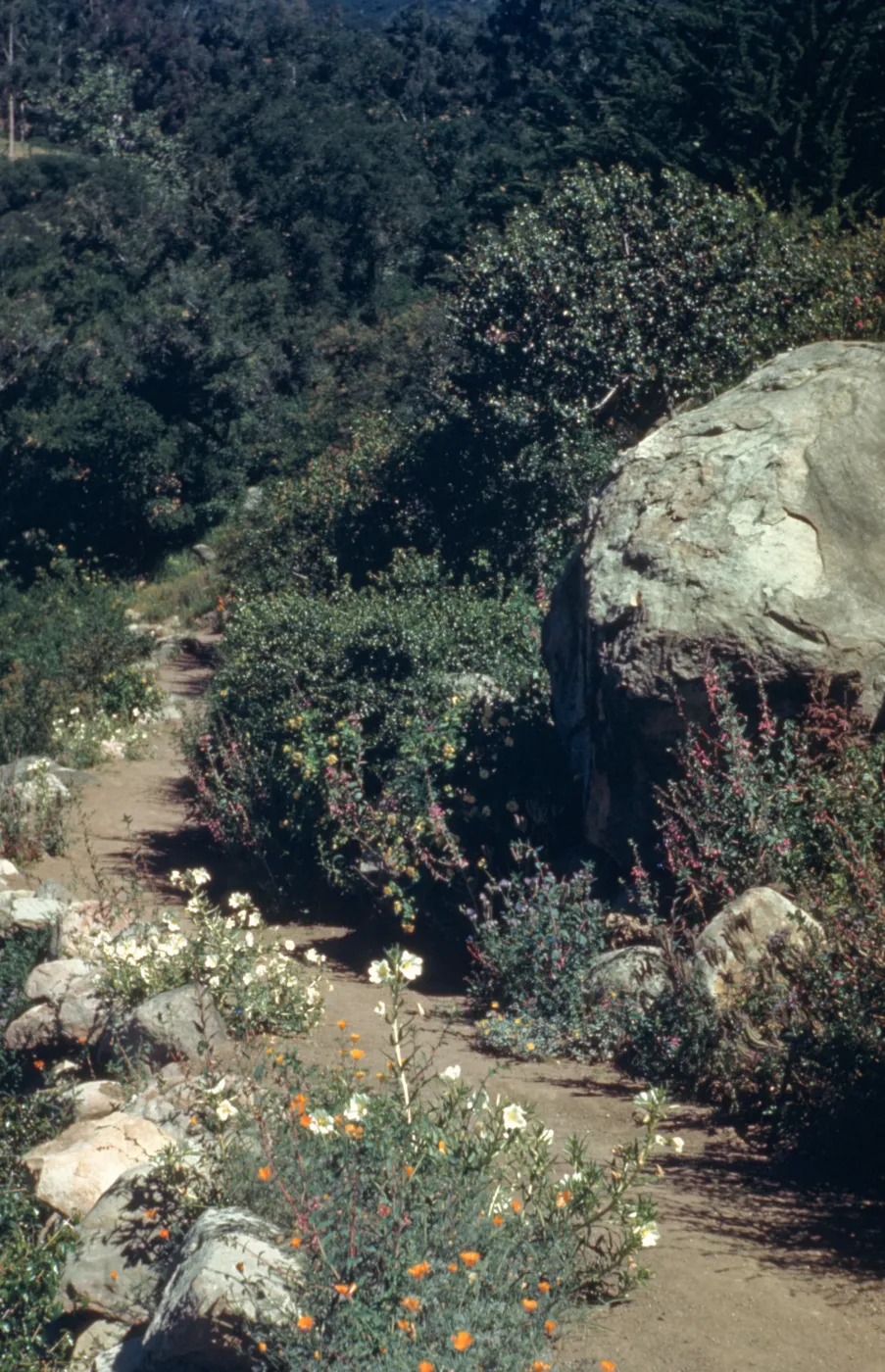 Campbell Trail