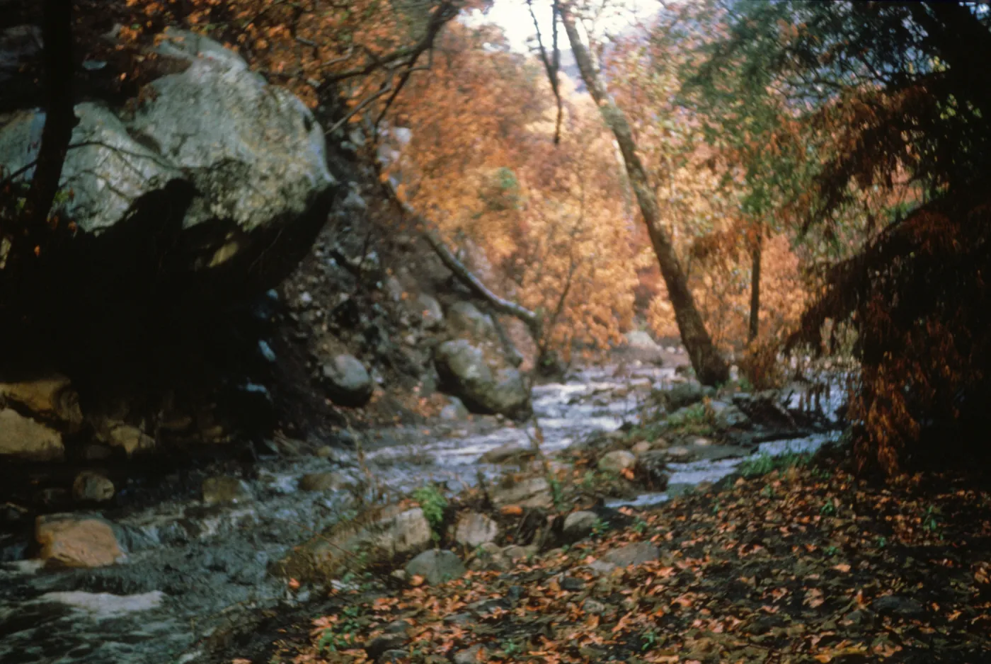 Mission Creek, fall foliage