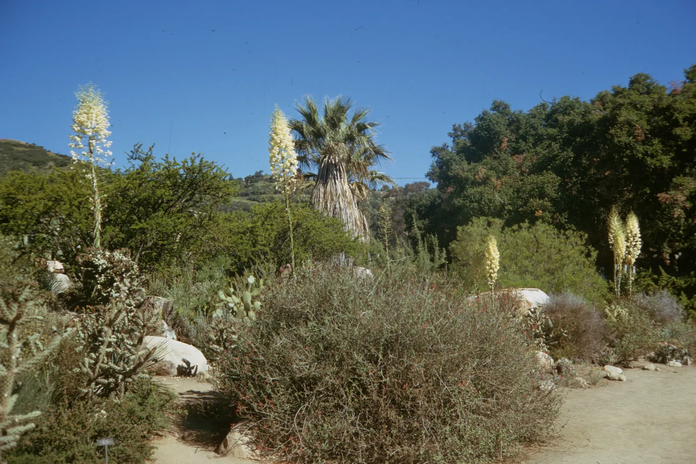SBBG Desert Section