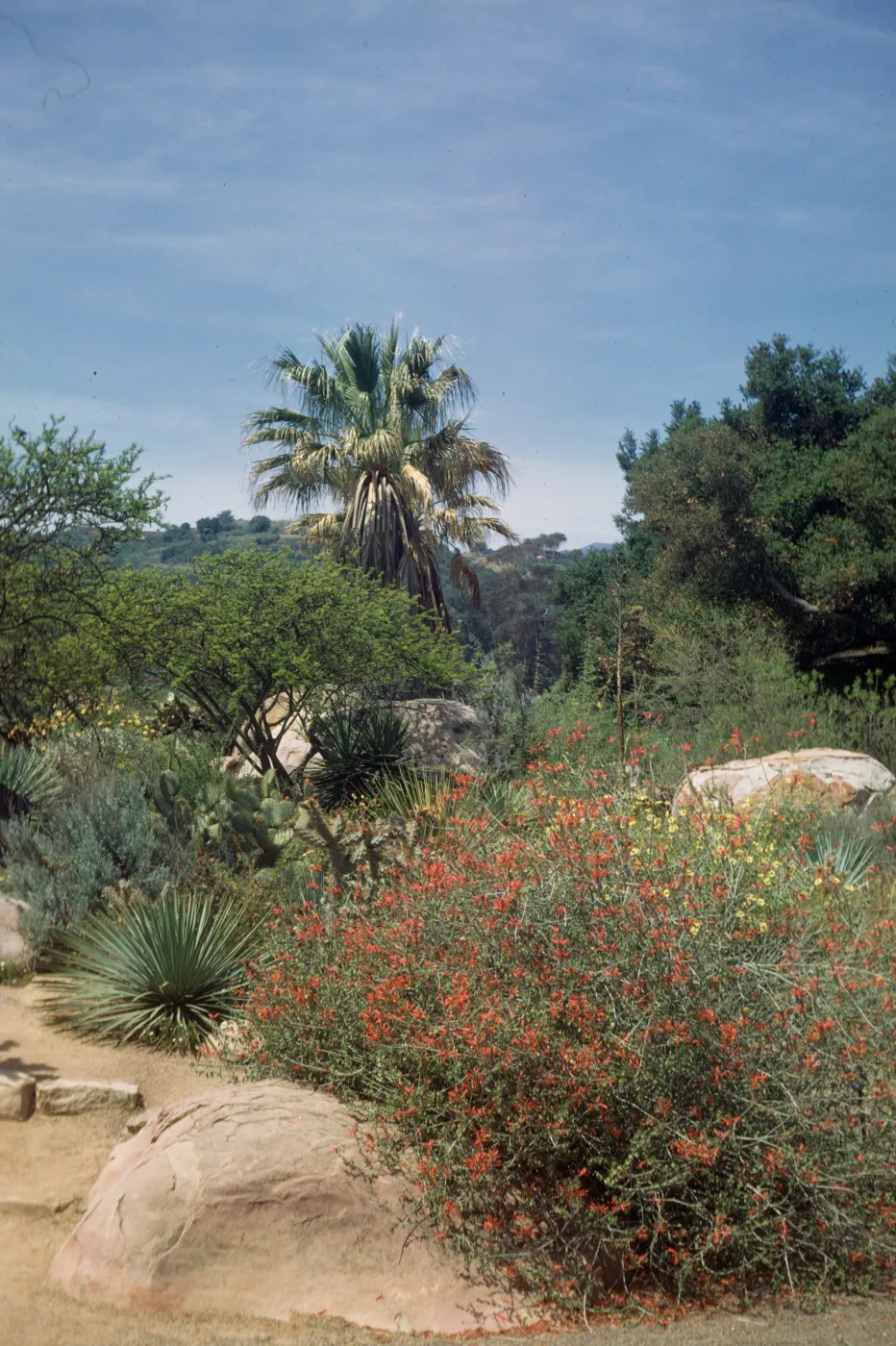 SBBG Desert Section