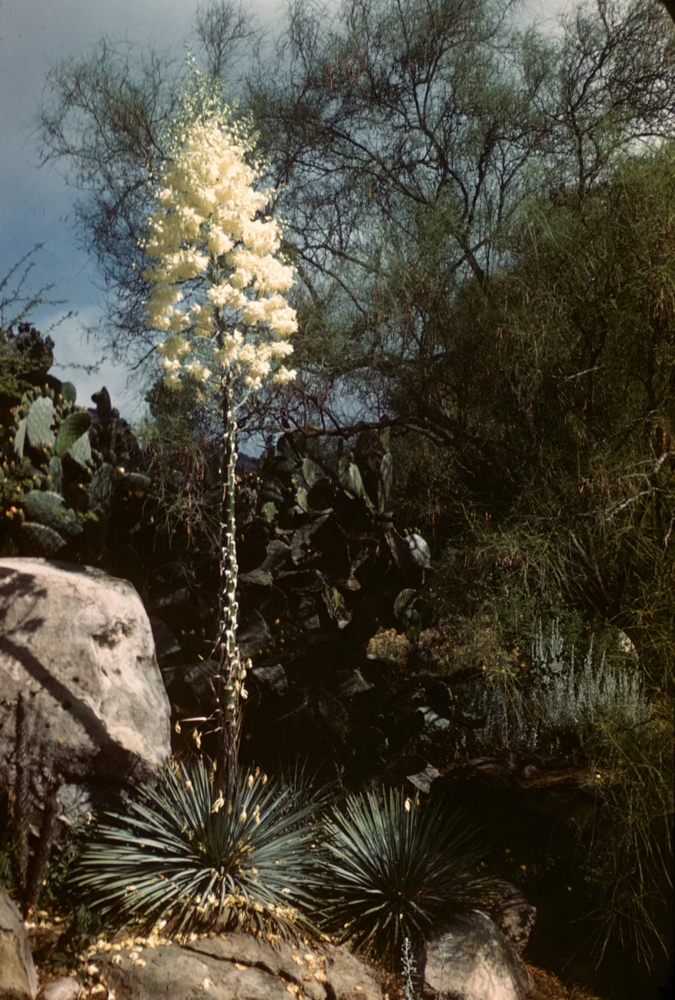 SBBG Desert Section