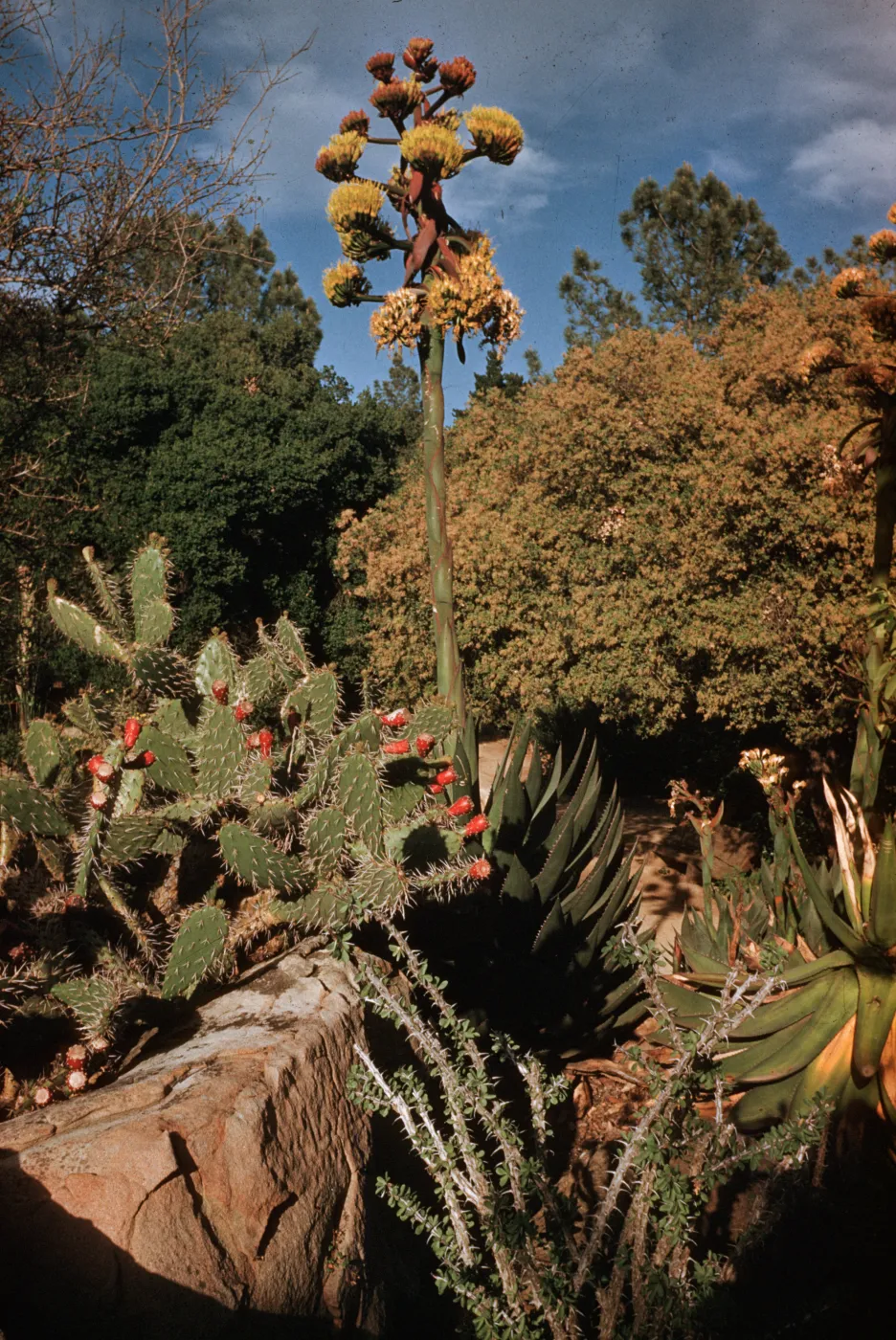 SBBG Desert Section