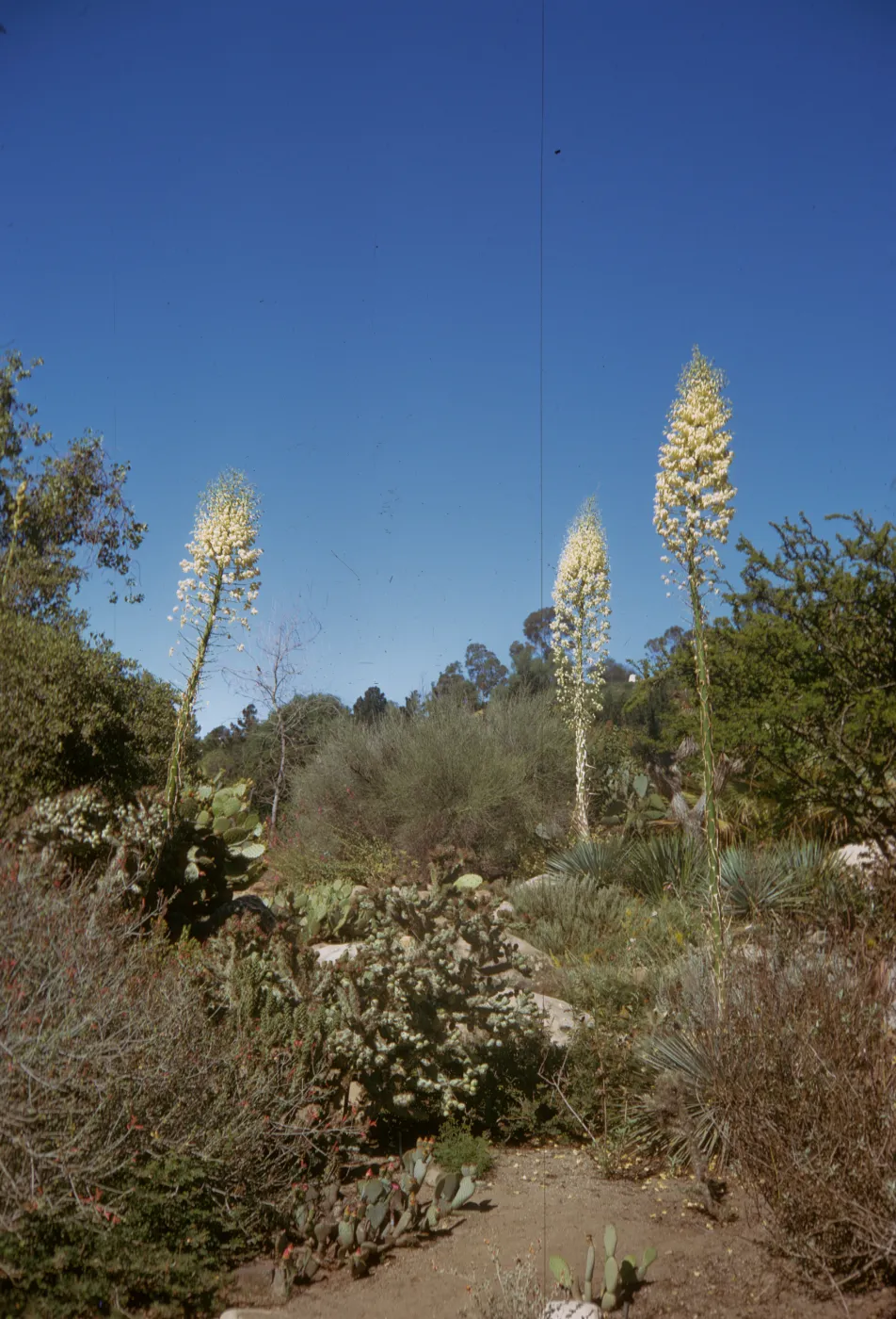 SBBG Desert Section