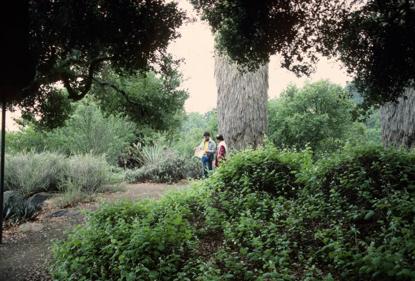 SBBG Desert Section