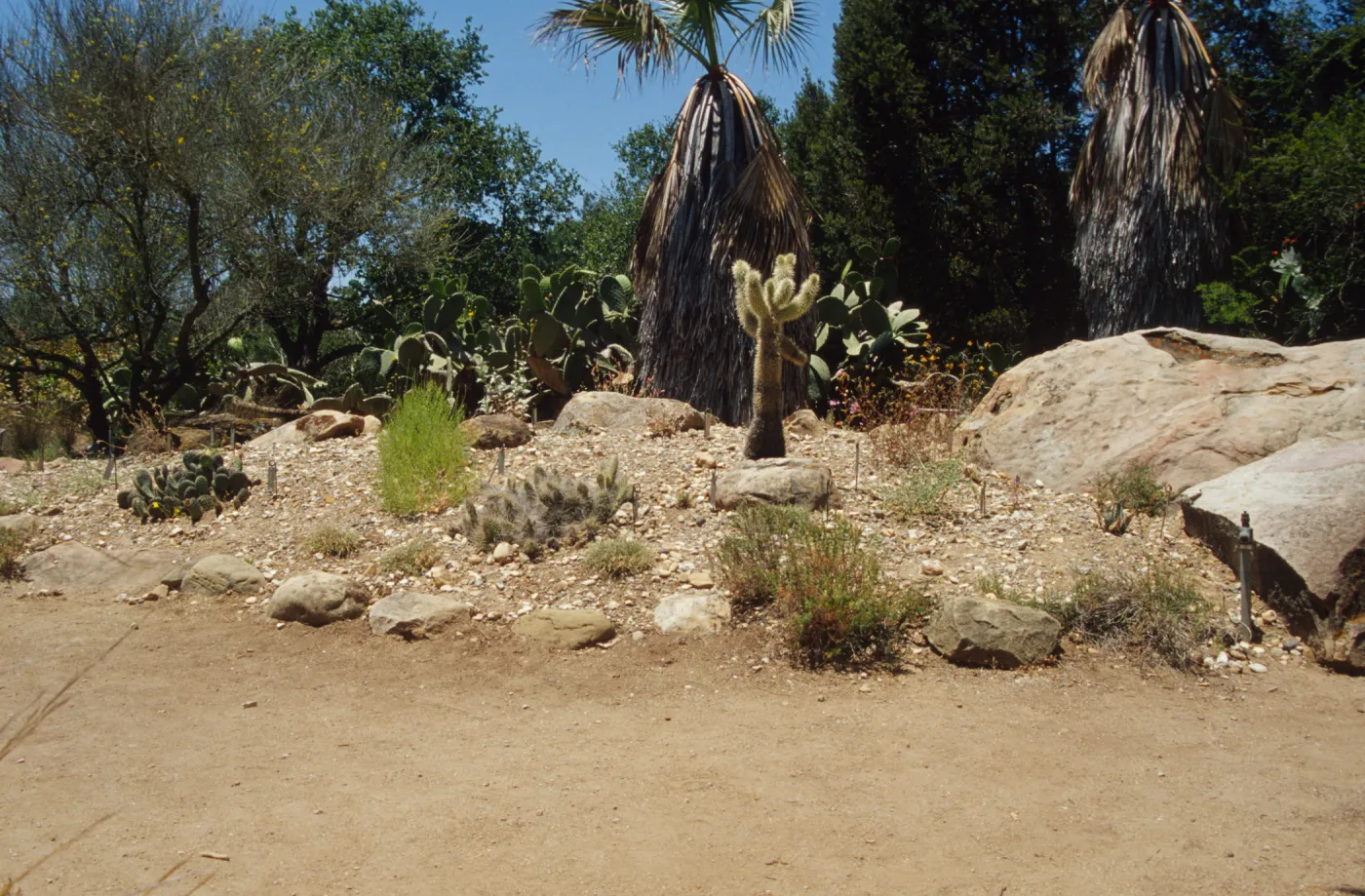 the Desert Mound