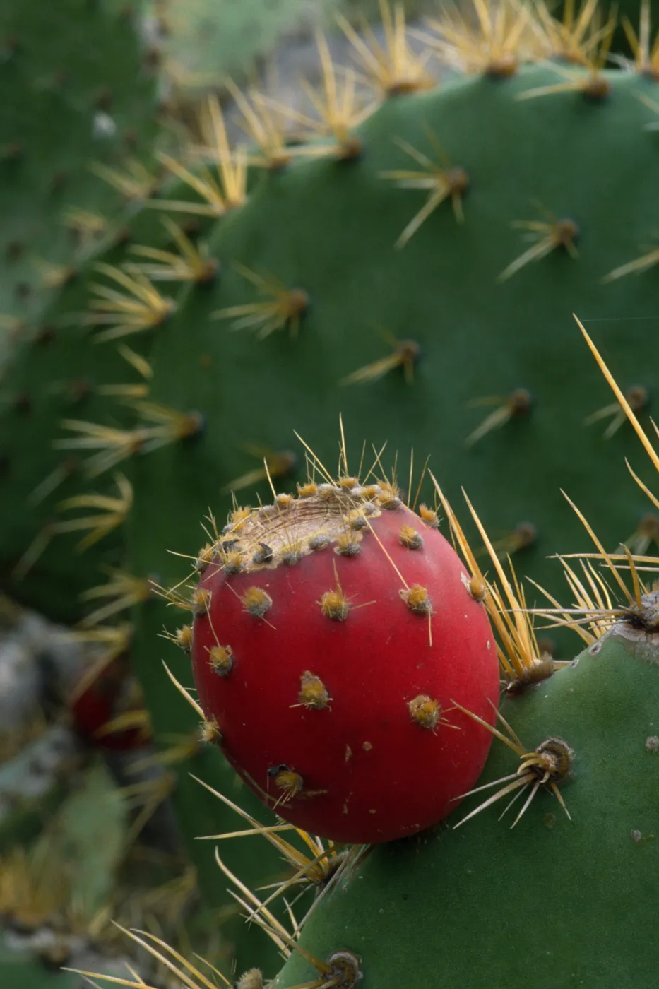 Opuntia fruit
