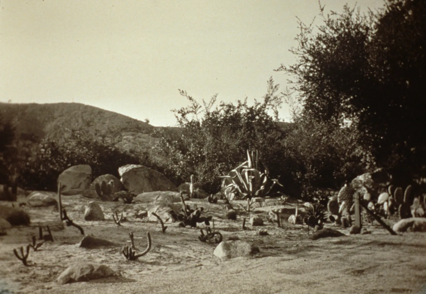 newly planted Desert Section, SBBG 1938