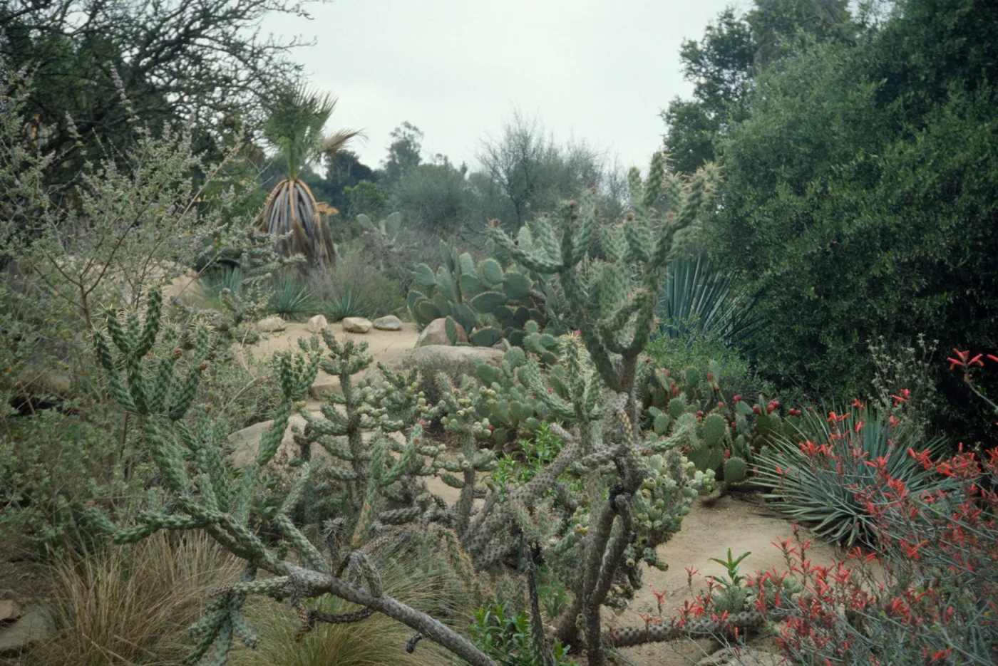 SBBG Desert Section