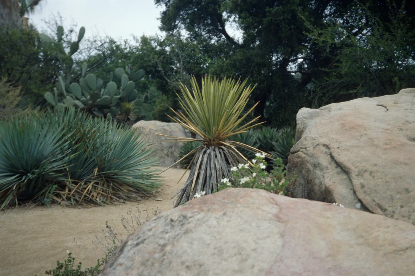 SBBG Desert Section