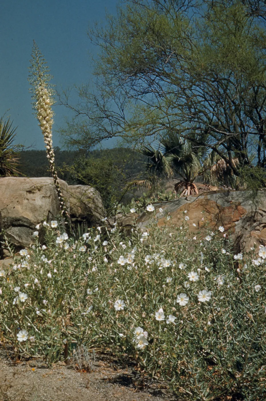 Desert Section