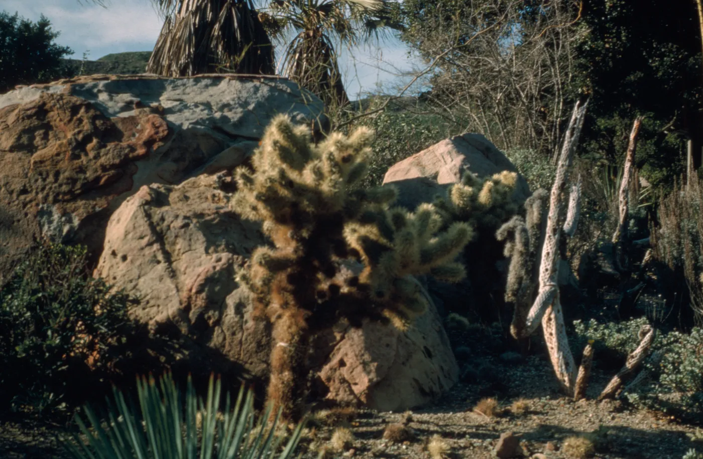 Desert Section in 1966
