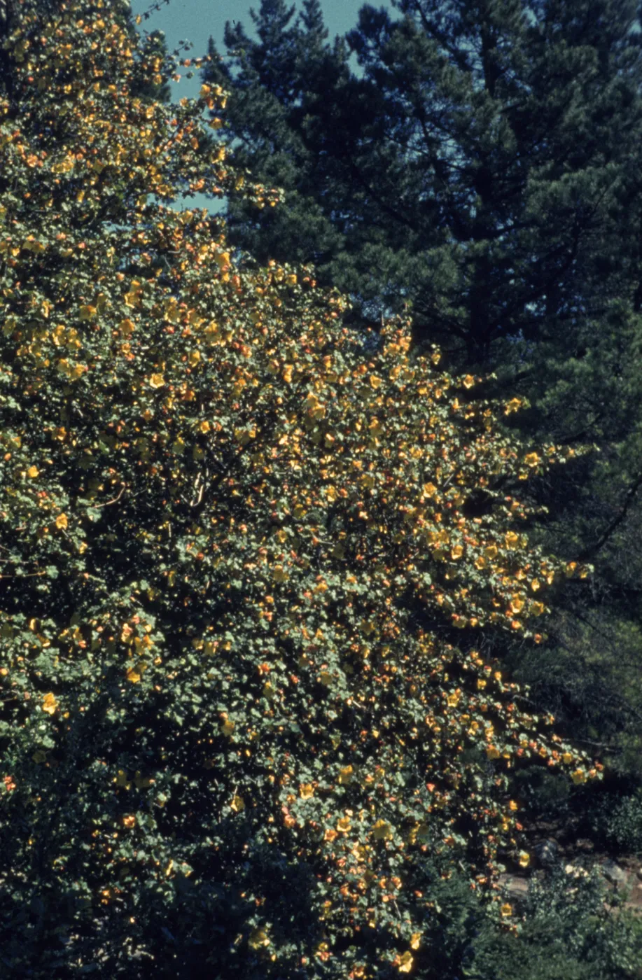 Fremontia in Arroyo, May 1963