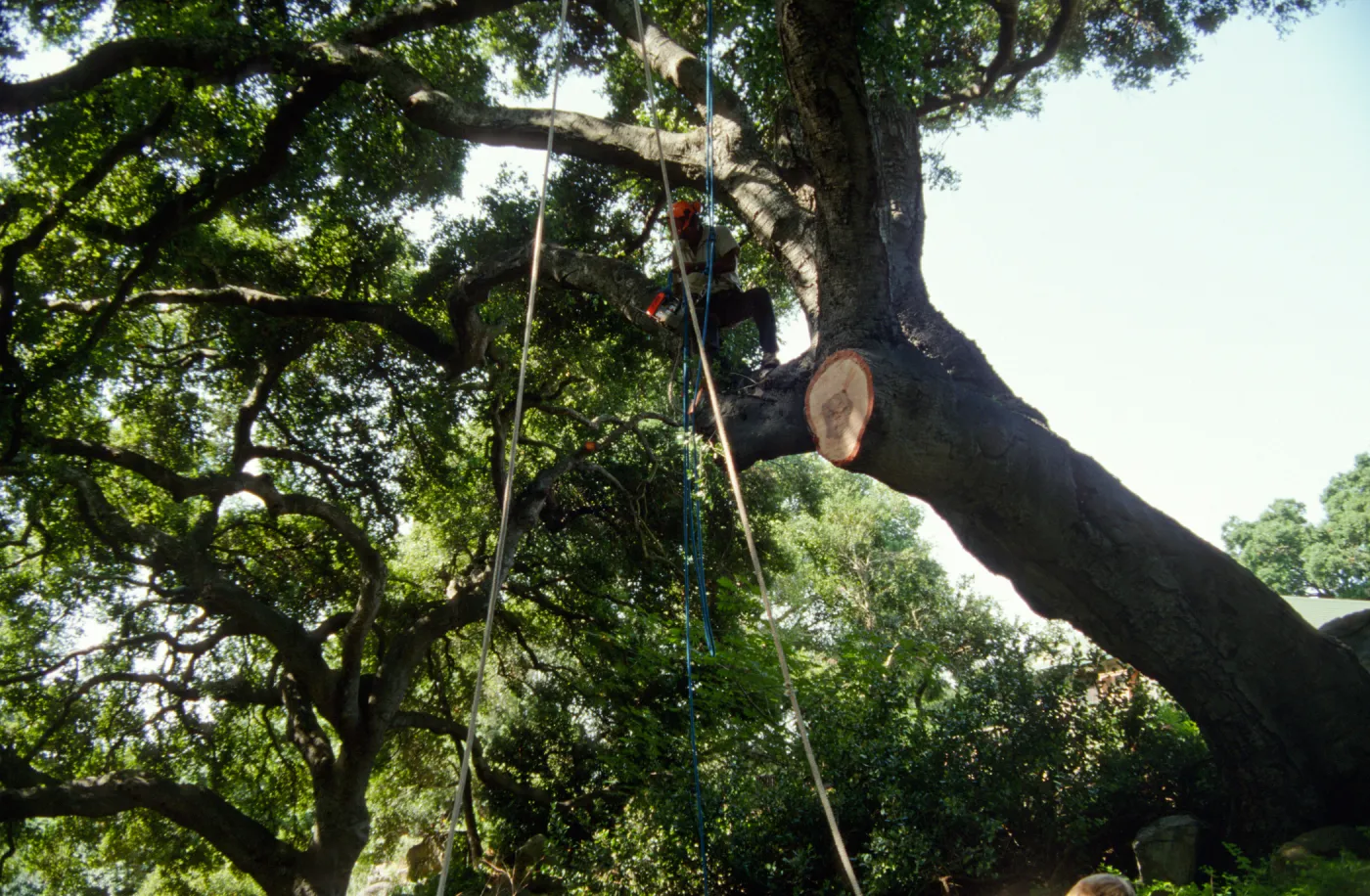 Pruning Oaks in Arroyo Section, 1998