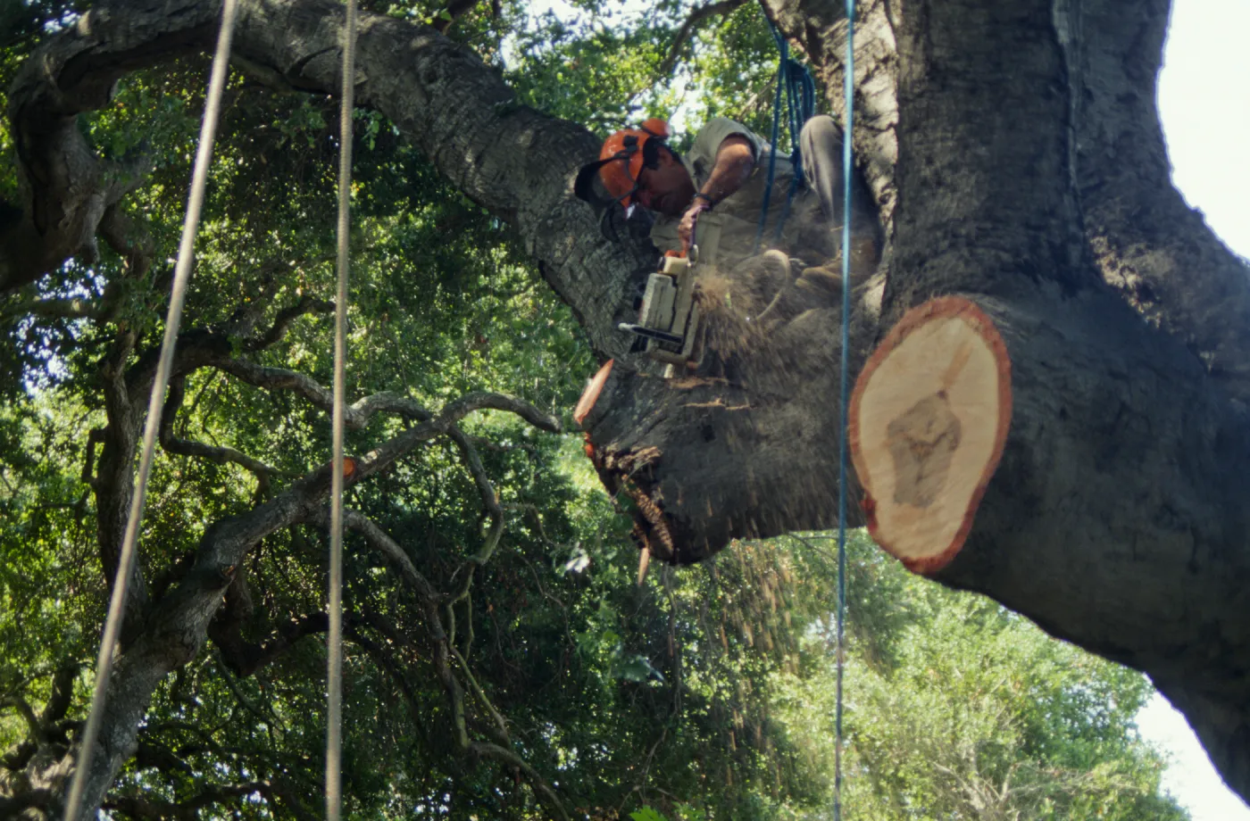 Pruning Oaks in Arroyo Section, 1998