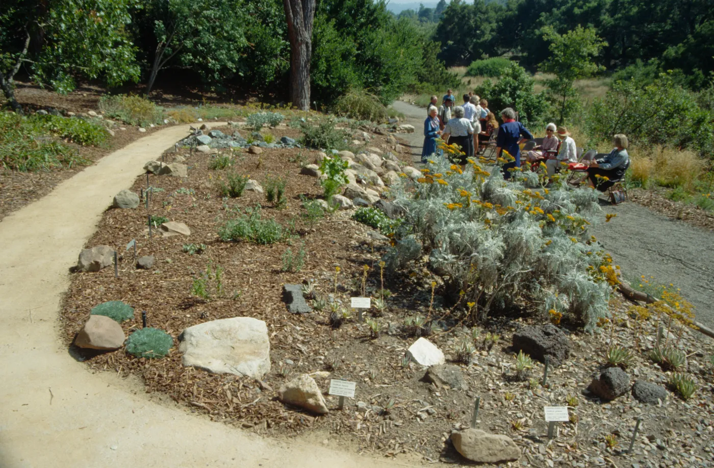 Dudleya Display Dedication