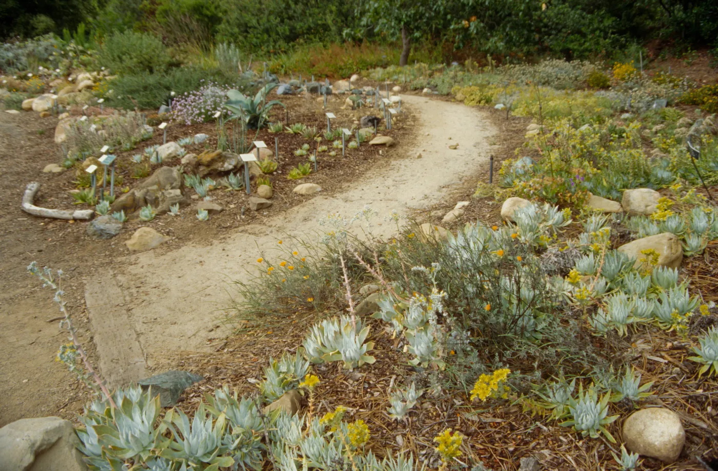 Dudleya Display