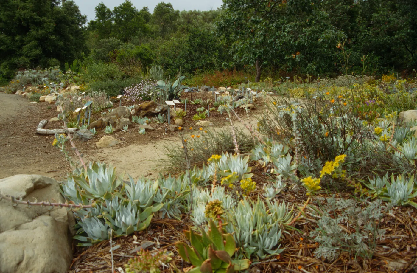 Dudleya Display 