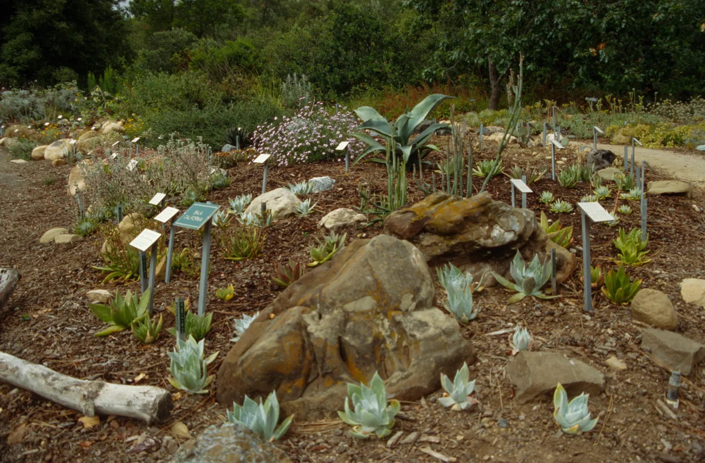 Dudleya Display