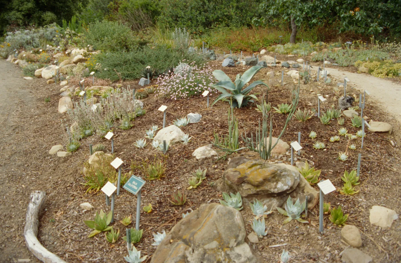 Dudleya Display