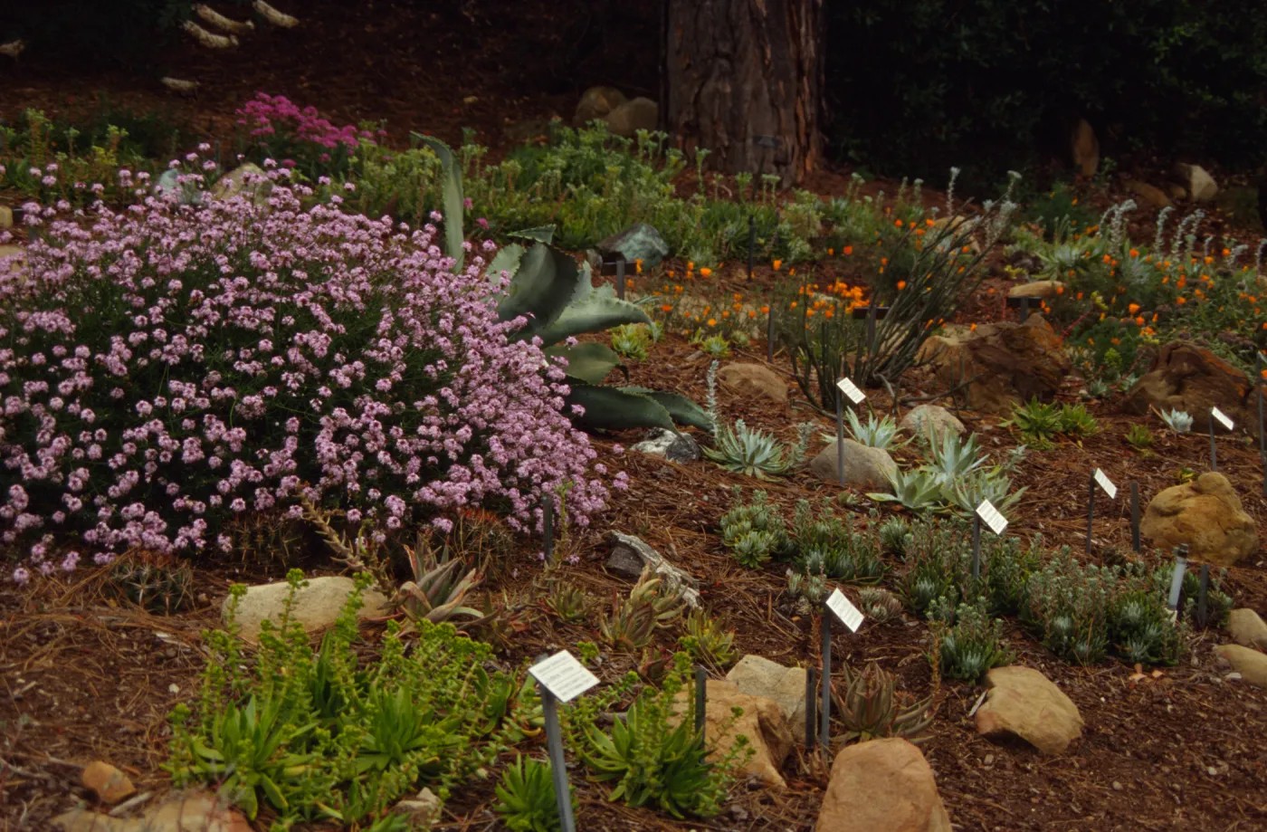 Dudleya Display 1995