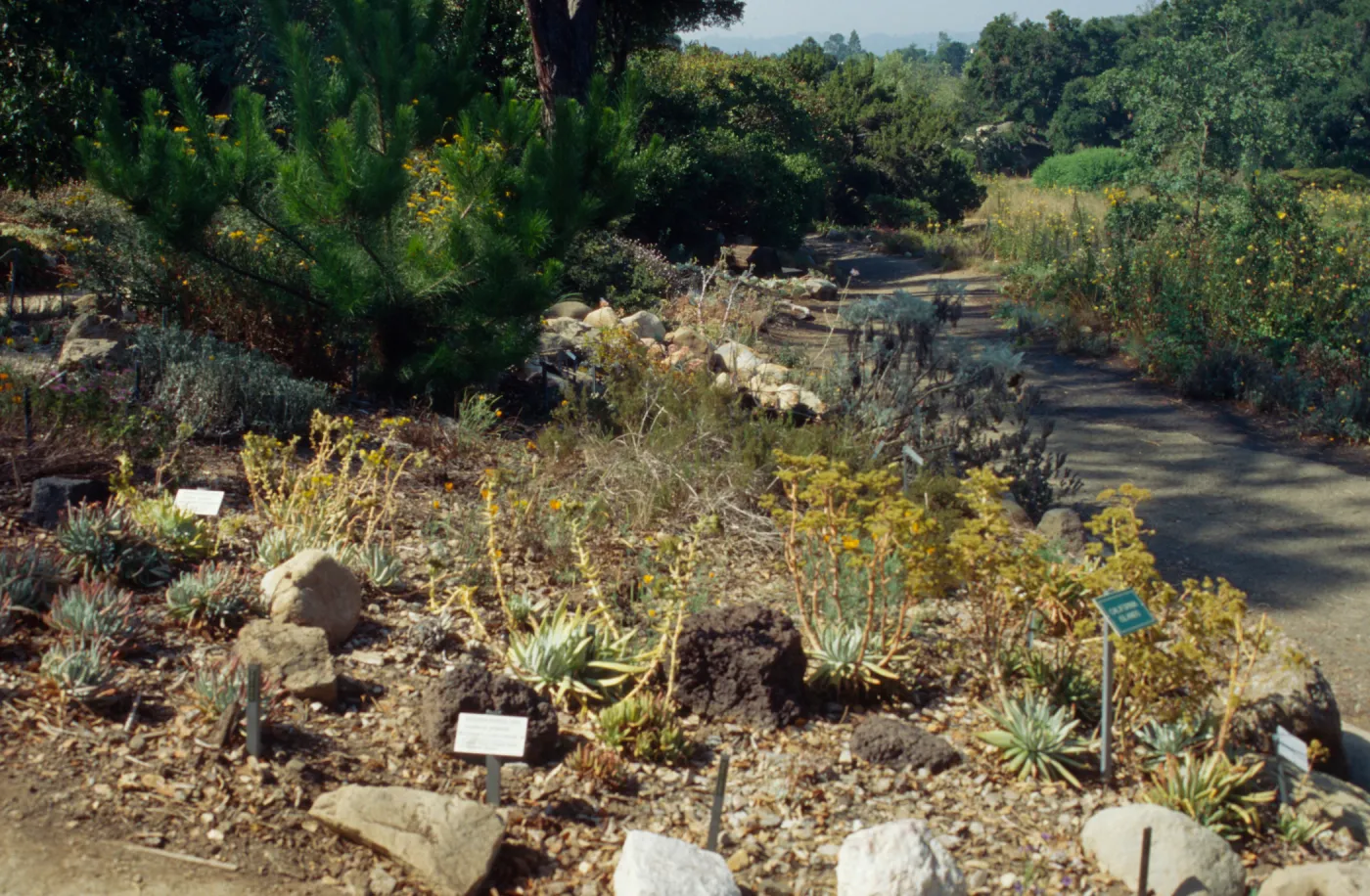 Dudleya Display