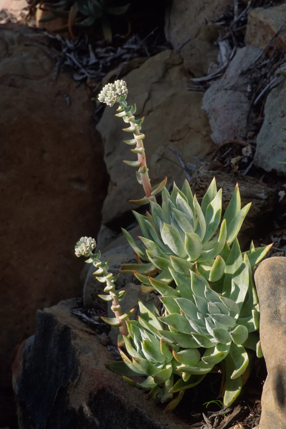 Dudleya (liveforevers)