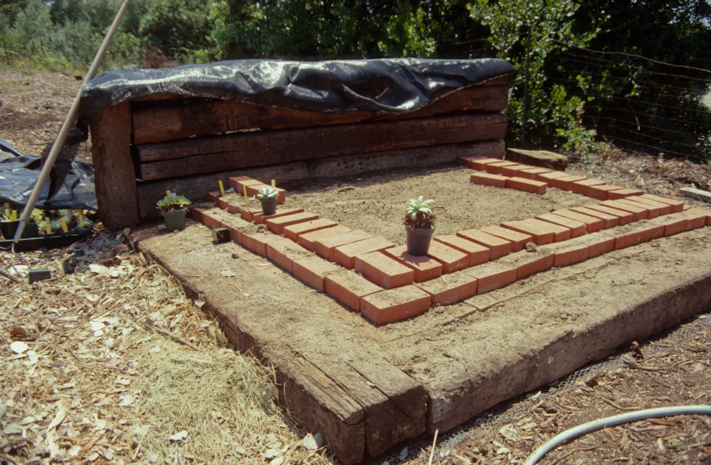 Dudleya Test Plot, August 1998