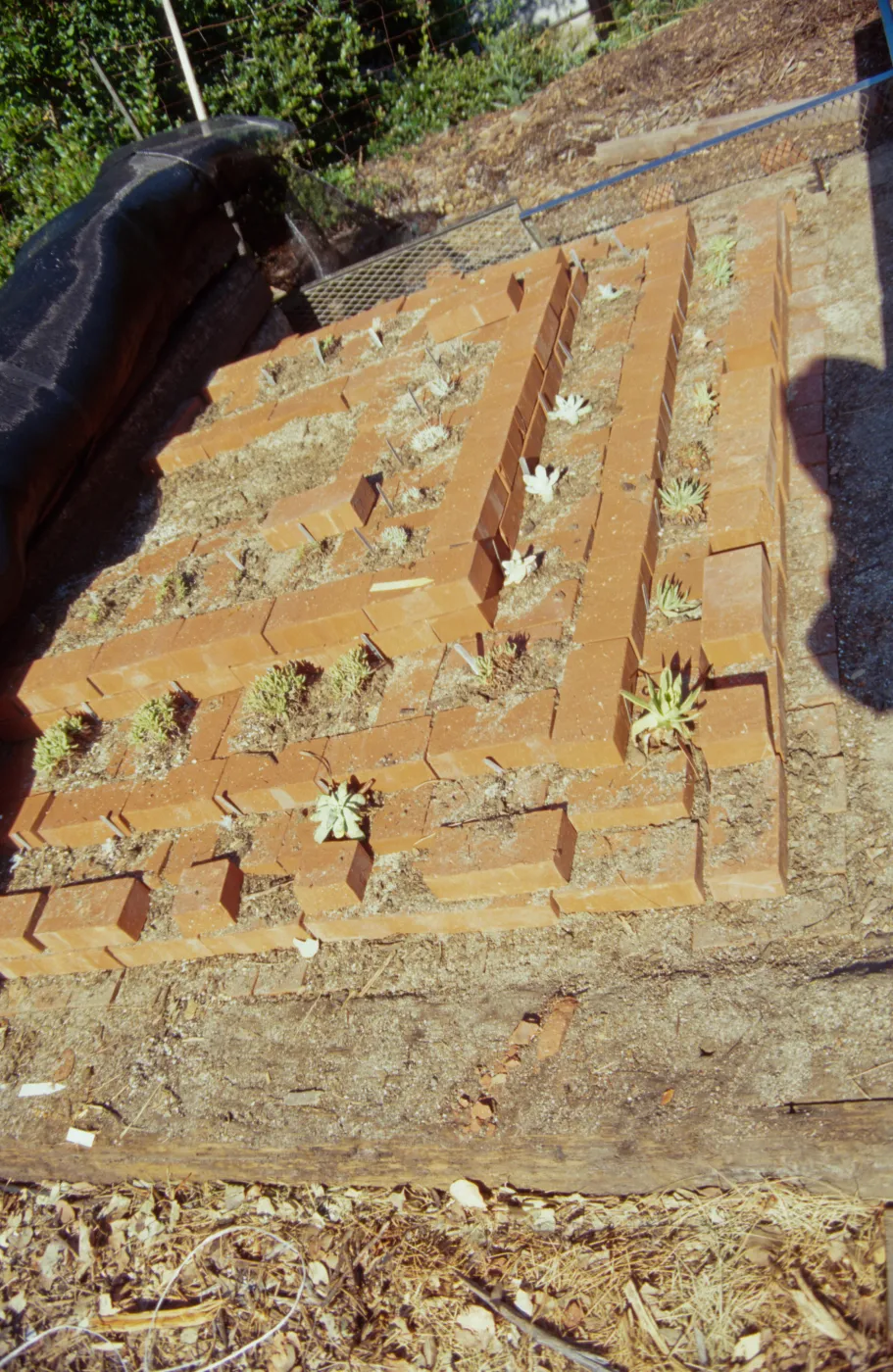 Dudleya Test Plot, August 1998