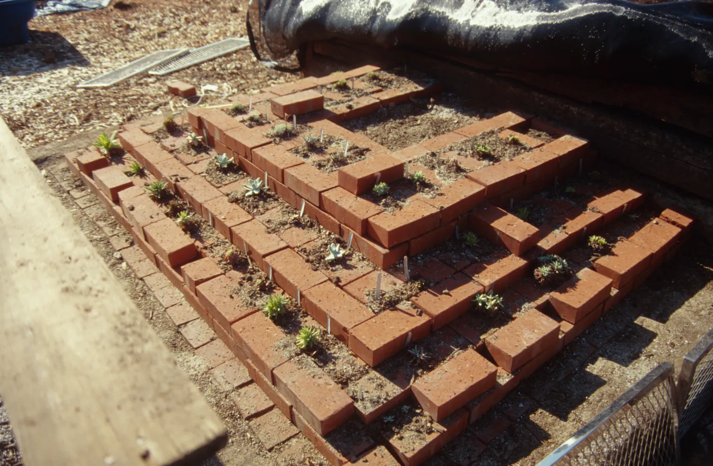 Dudleya Test Plot, August 1998