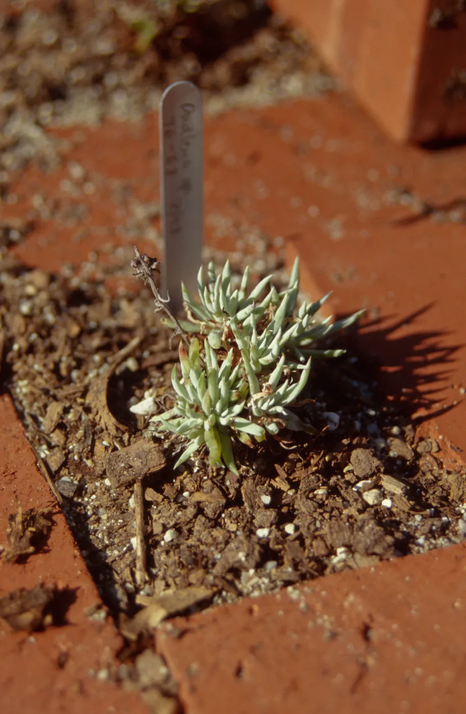 Dudleya Test Plot, August 1998