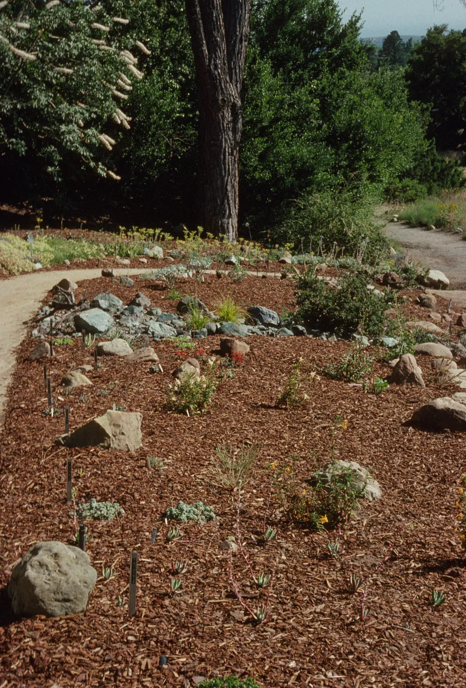 Newly Planted Dudleya Display