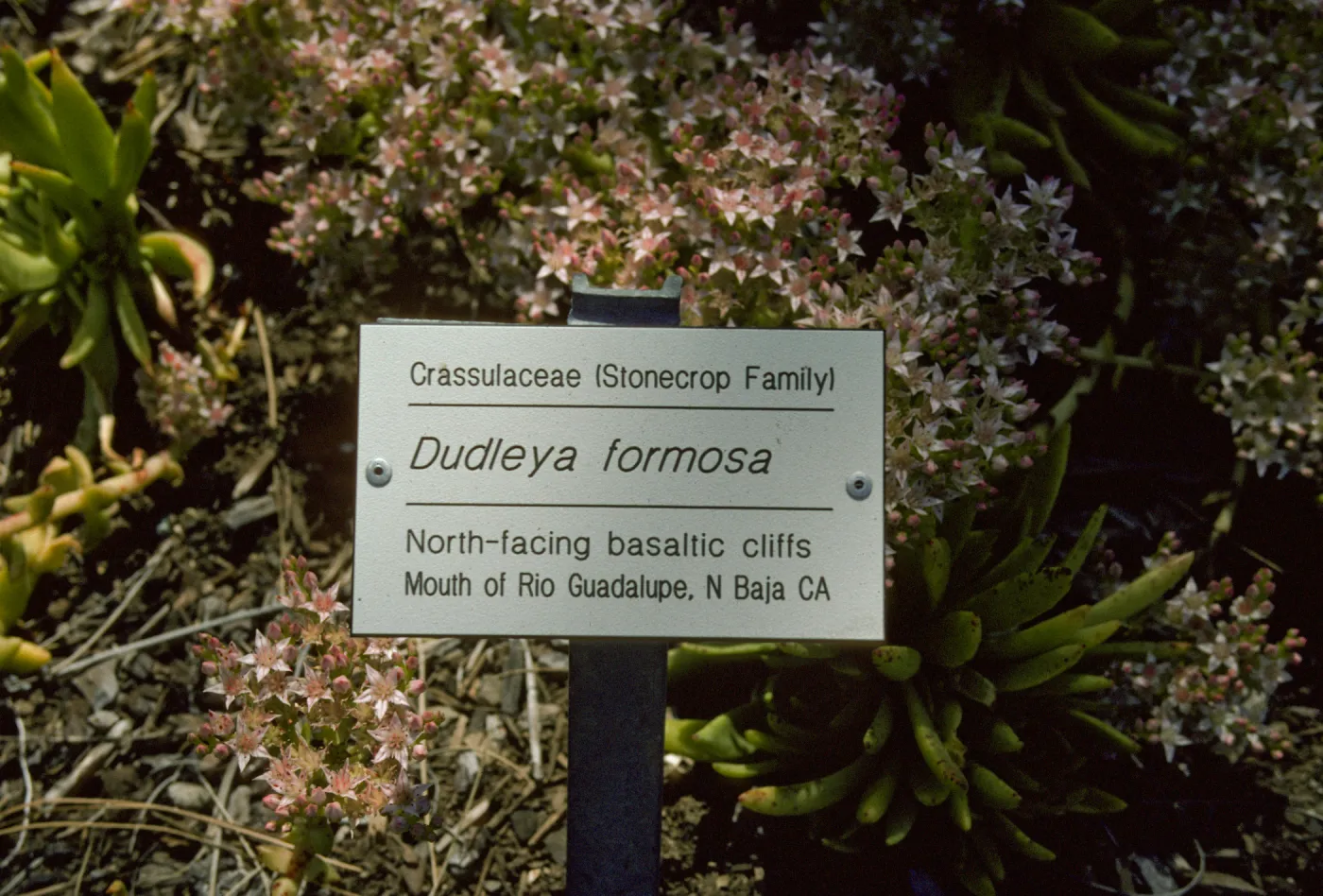 Dudleya Public Information Label