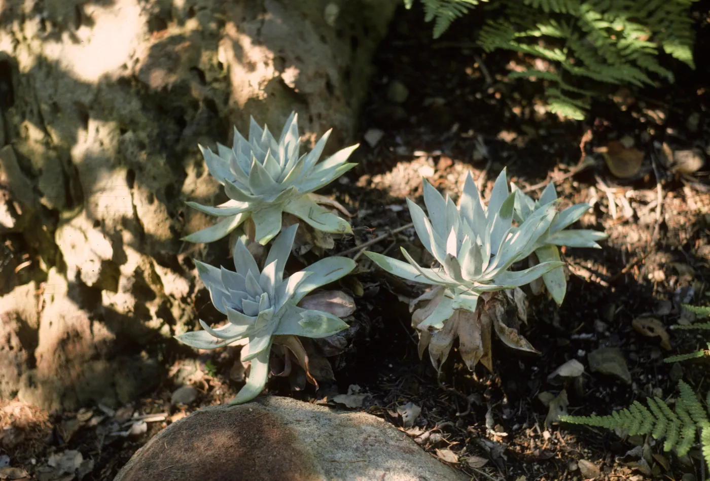 Dudleya