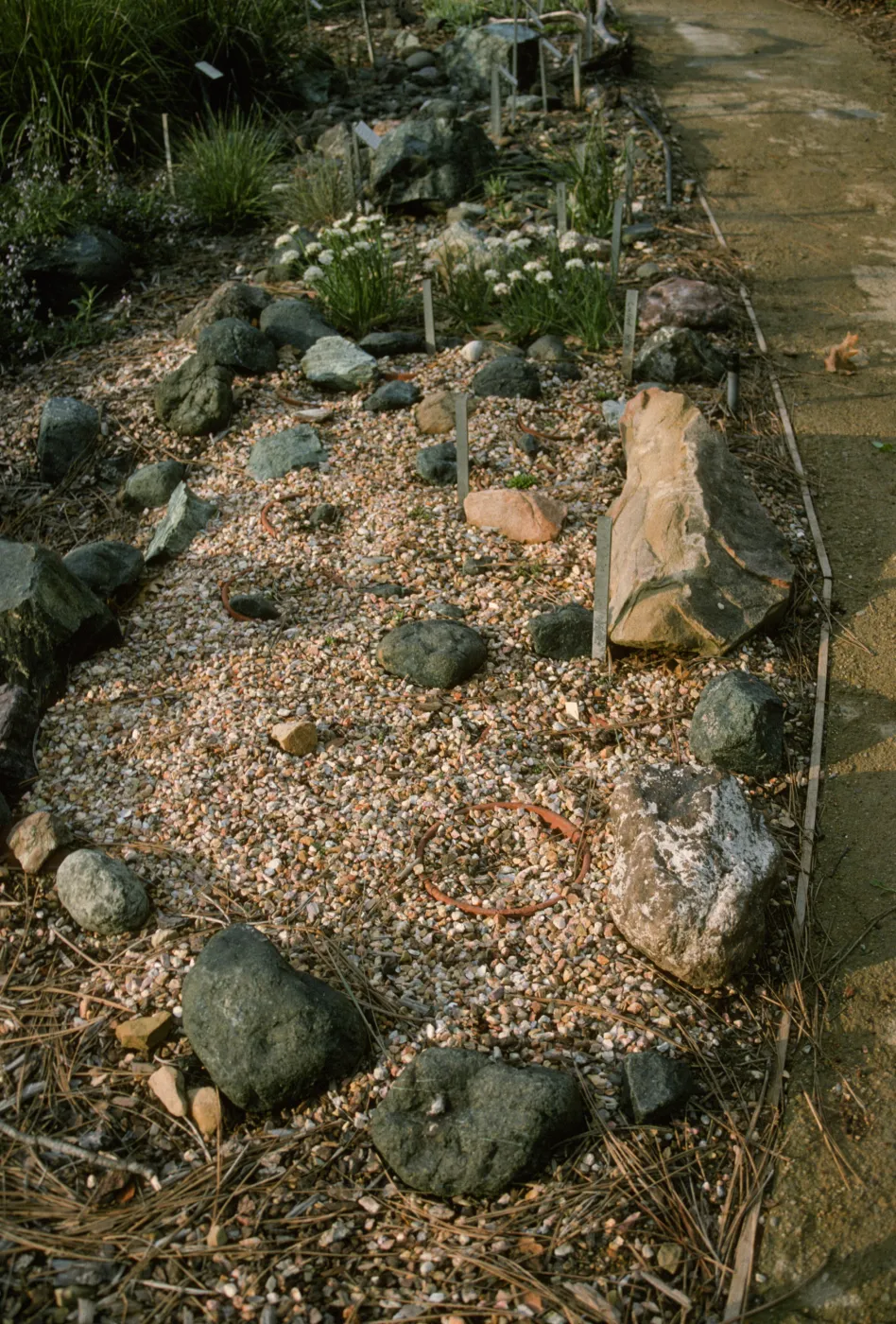 Hasseanthus bed in Dudleya display