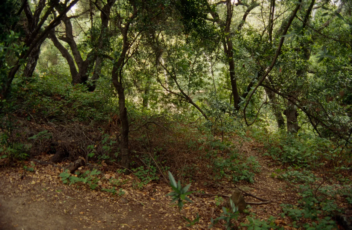 Mission Canyon, SBBG