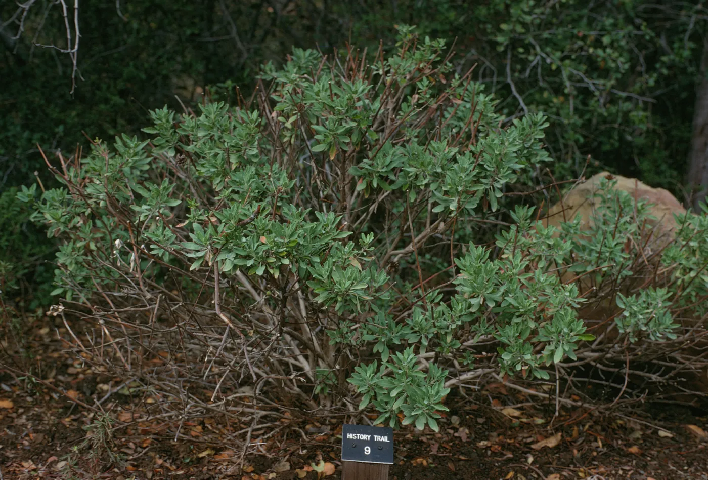 History Trail 
