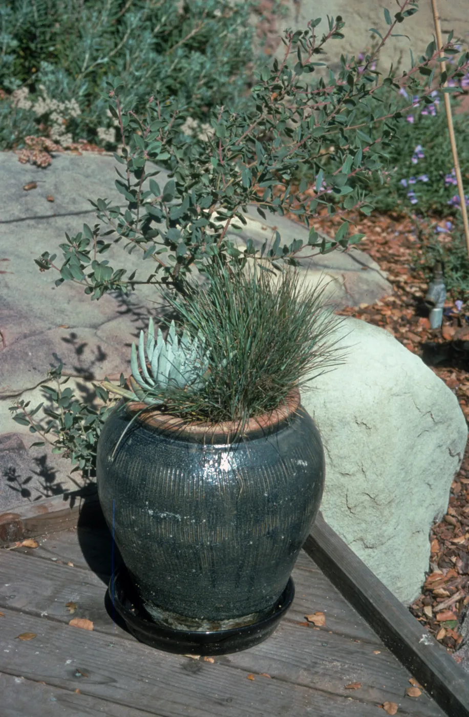 Arctostaphylos, Dudleya, Festuca