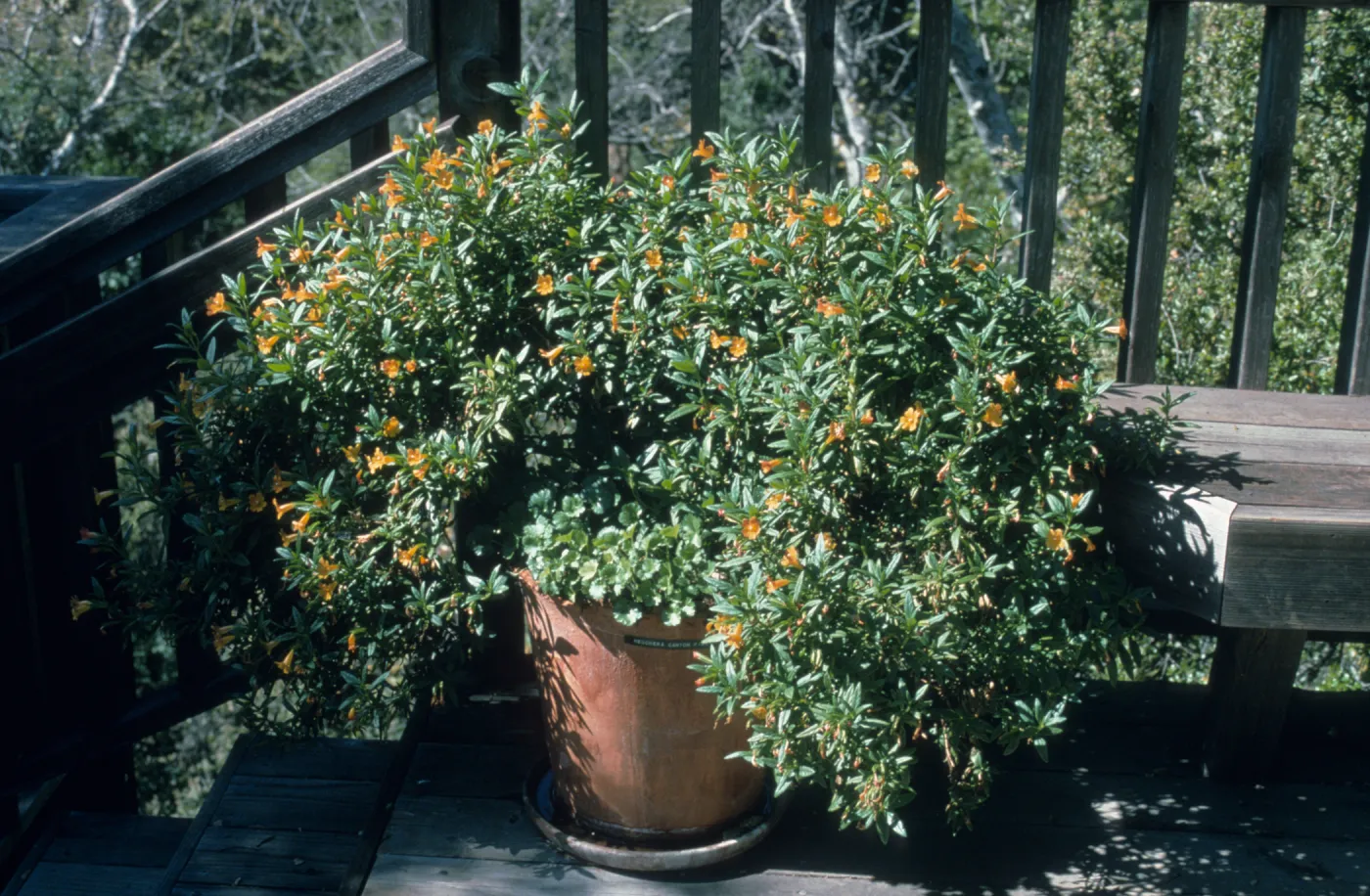 Mimulus hybrid, Heuchera cv.