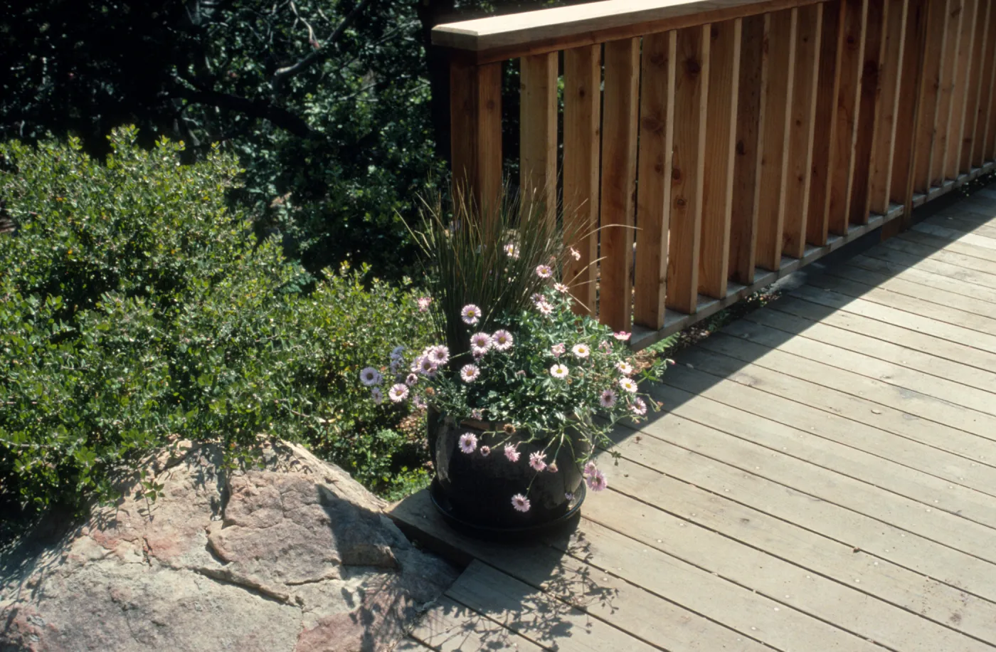 Juncus and Erigeron 'Wayne Roderick' in pot