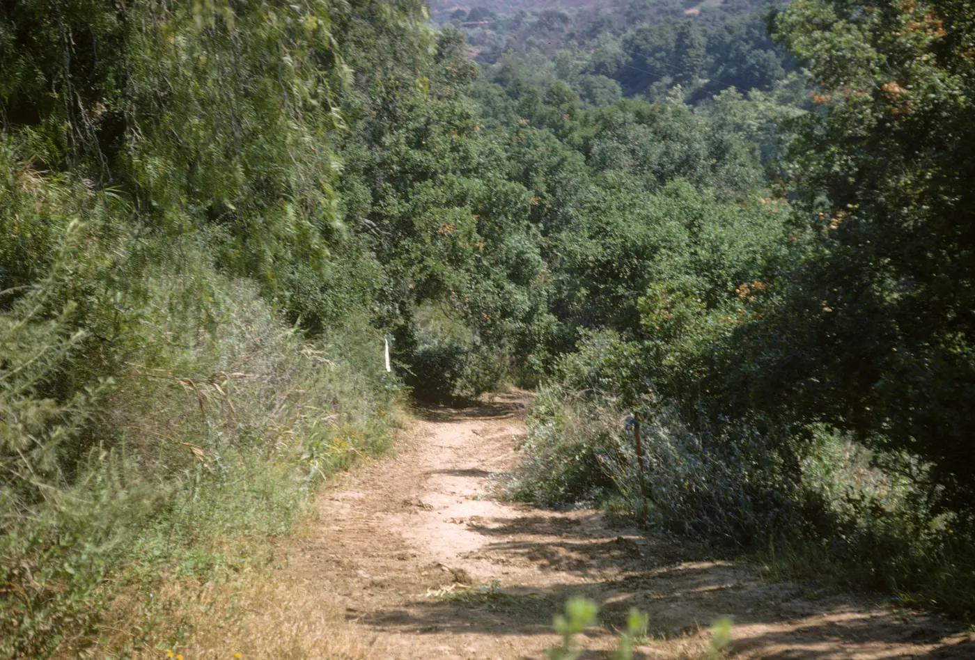 New Island Section before clearing