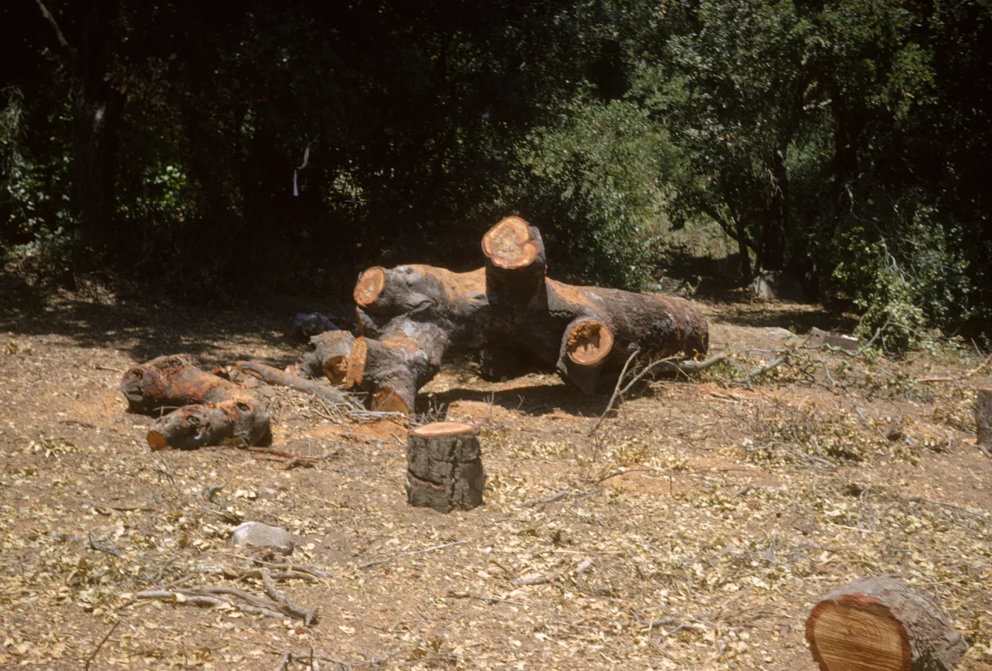 clearing the new Island Section