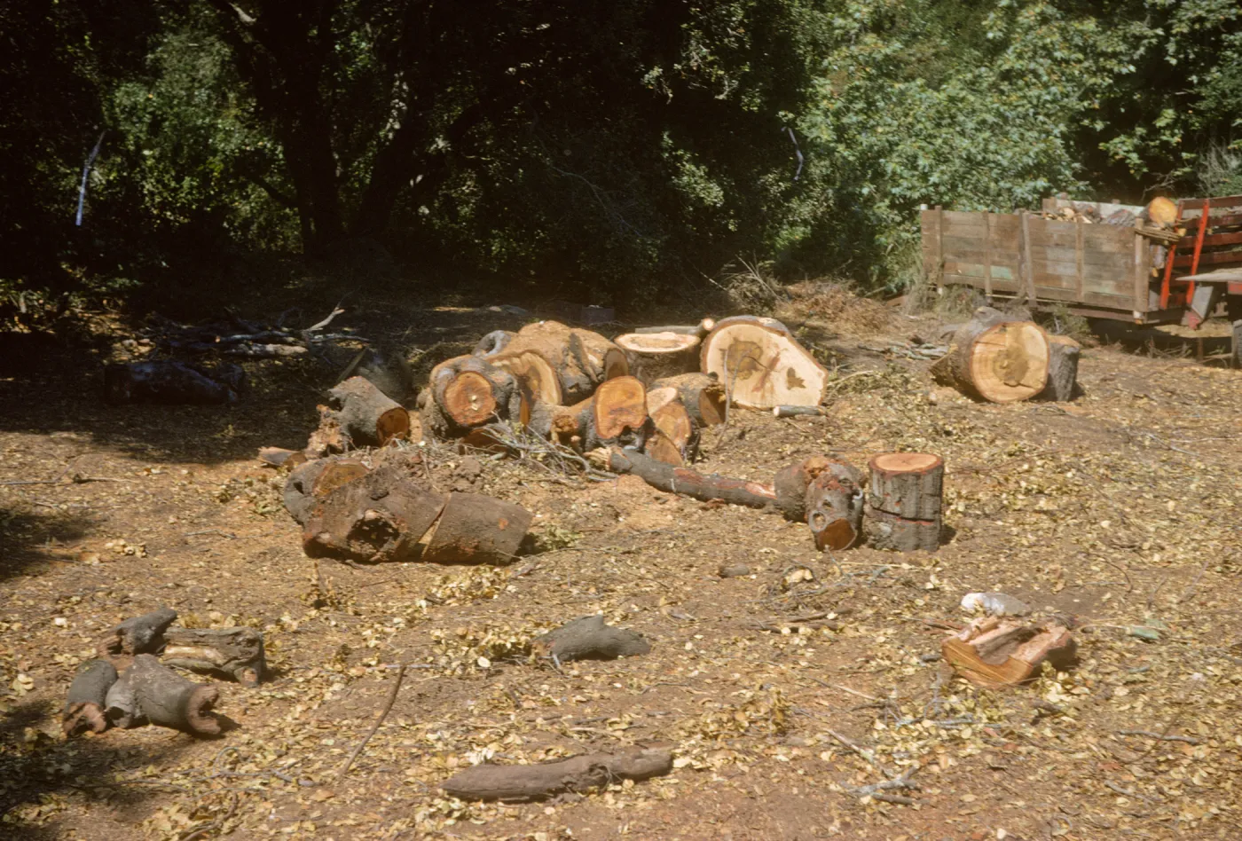 Clearing the new Island Section