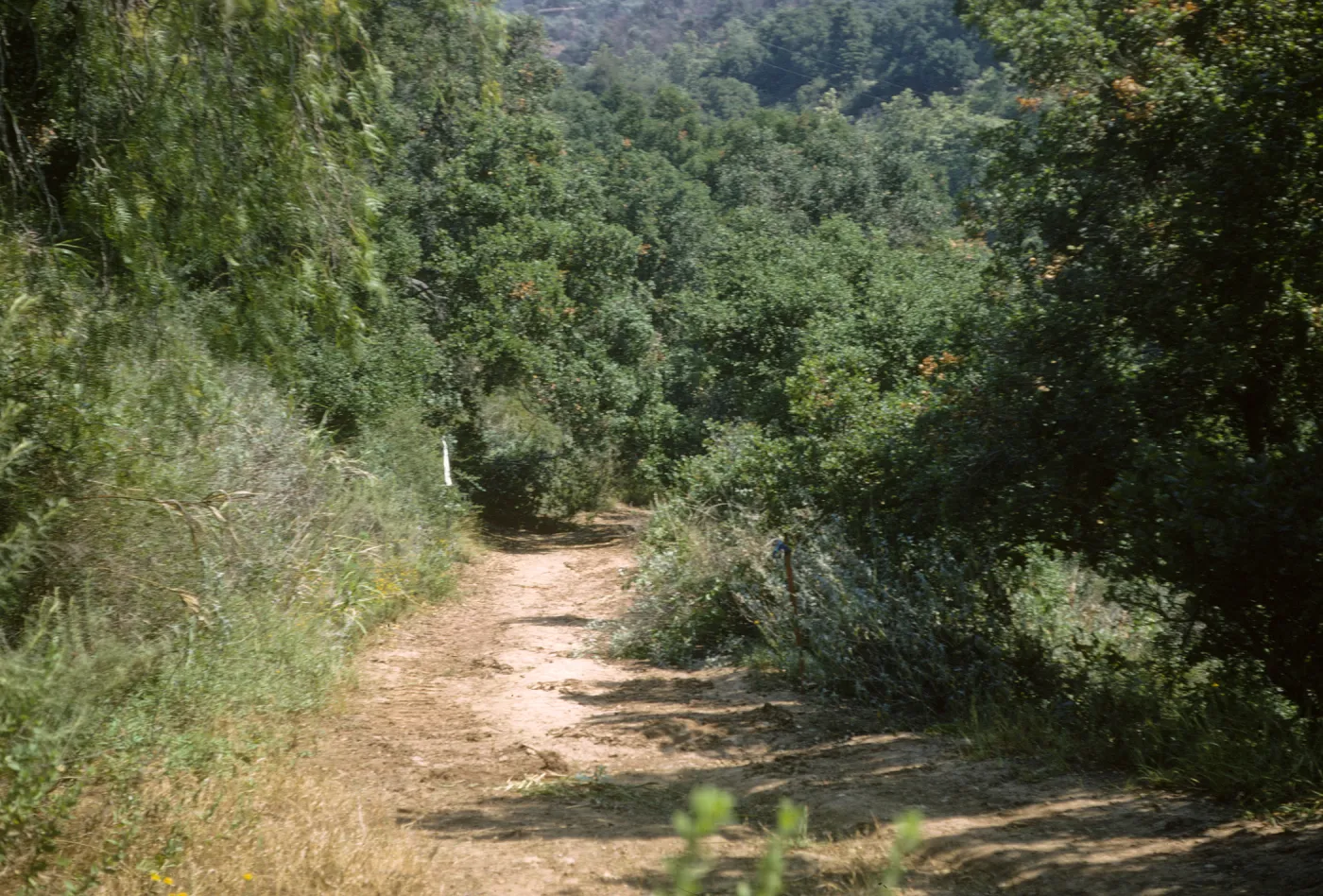 Road before clearing for the new Island Section