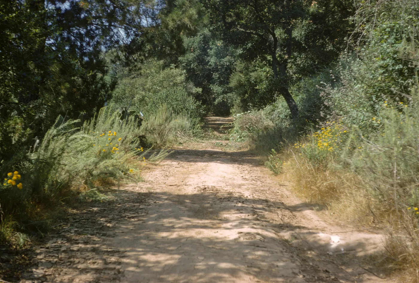 Road before clearing the new Island Section