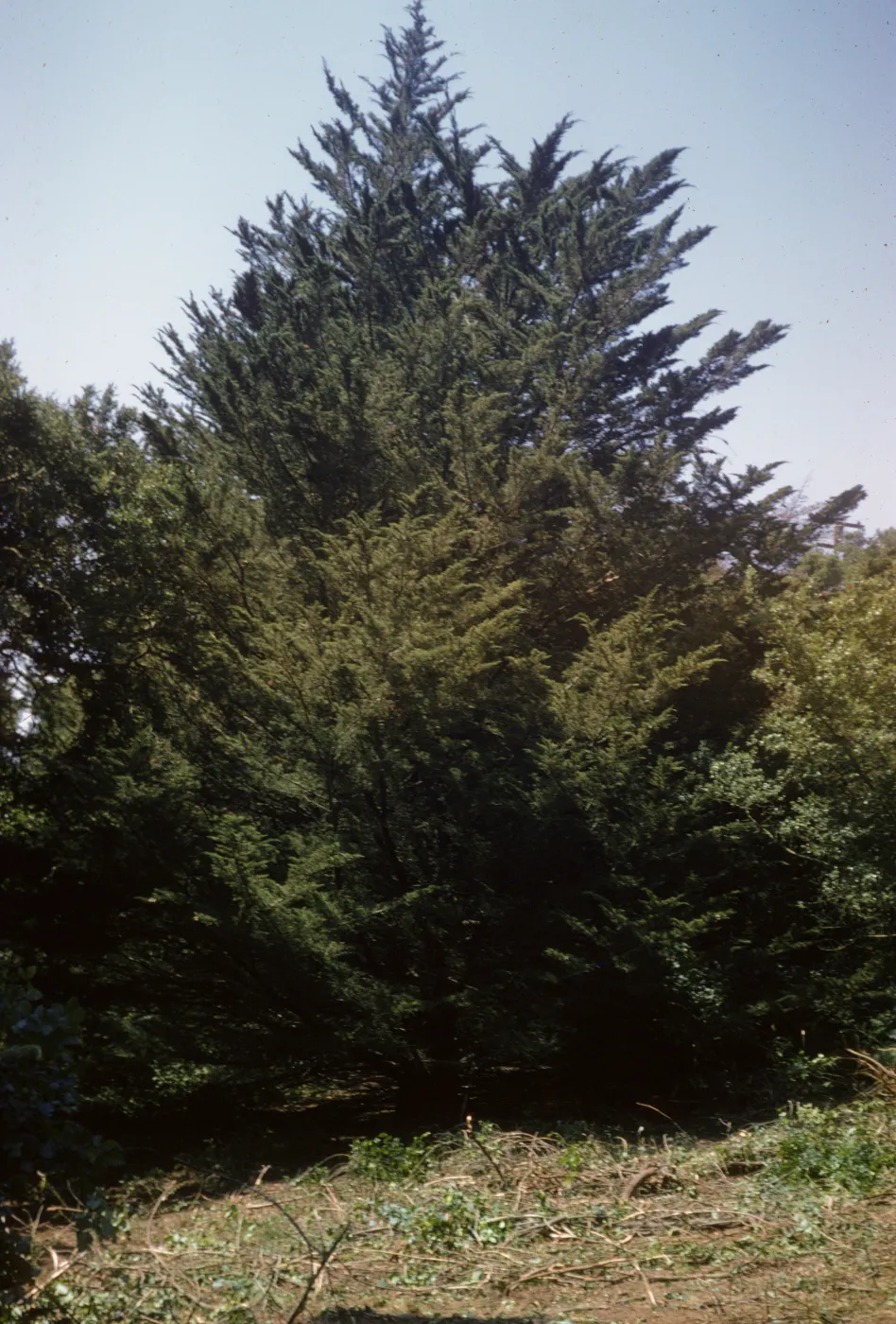 New Island Section, Cupressus macrocarpa