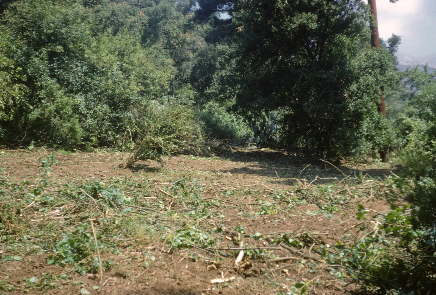 Clearing the new Island Section